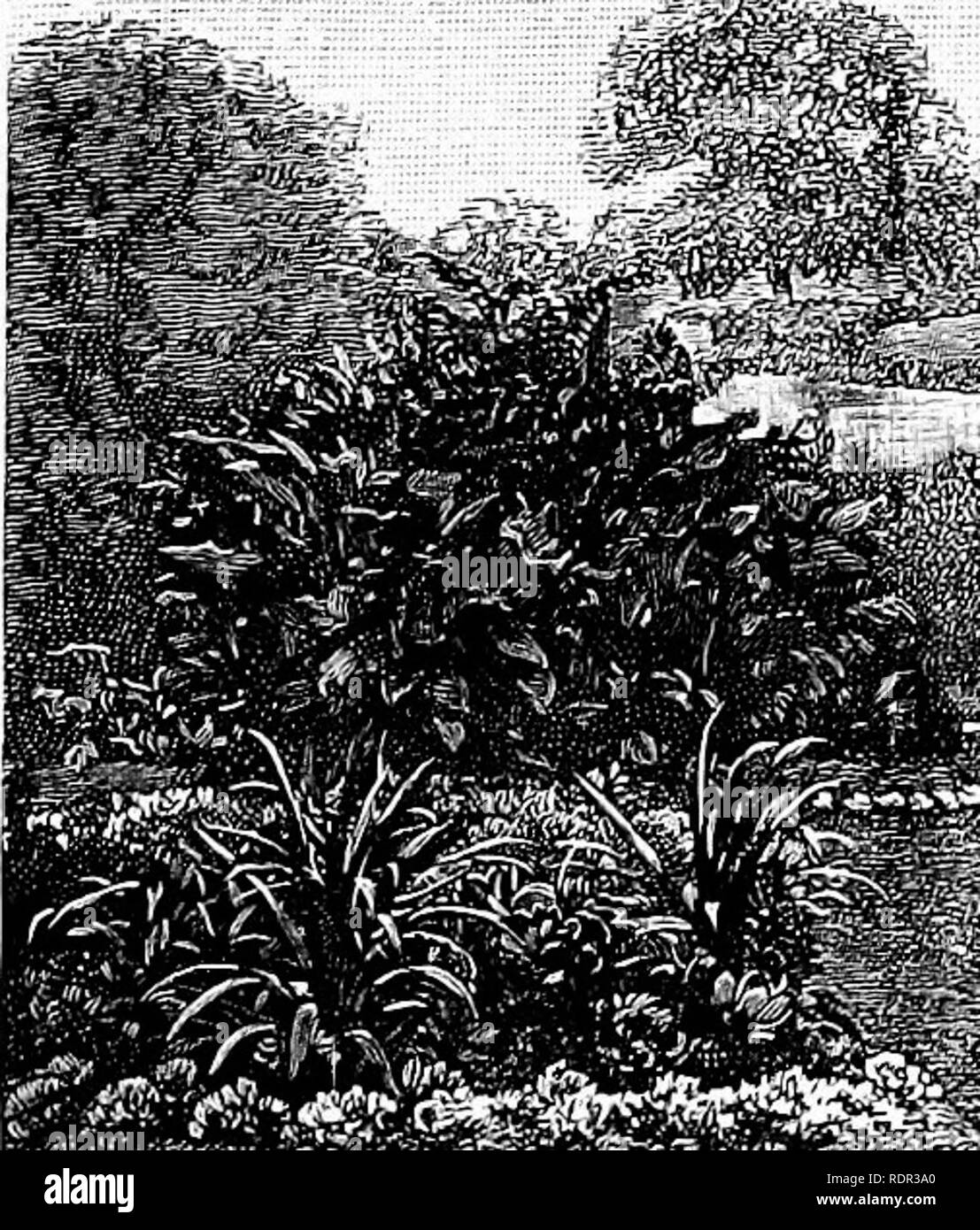 . Cassell's popular gardening. Gardening. 224 CASSELL'S POPULAE GARDENING. mentioned:—Standard or &quot;dot&quot; plants of Sumach, variegated Maples, and AlKzzia lophantha, with in- termediate ^'[dCD.is oi Arimdinaria japonica, then filled in with dark-leaved Cannas; the outer margin, or front of bed, to- he Grevillea robusta and Yucca recicrva^ on a ground-work of Salvia argentea; edging with Solamim pyracanthum. An oval arrangement is as follows: three large plants, equidistant through centre, of variegated Ahutilon; then five plants of arrangement of dwarfer plants for a circular bed consi Stock Photo