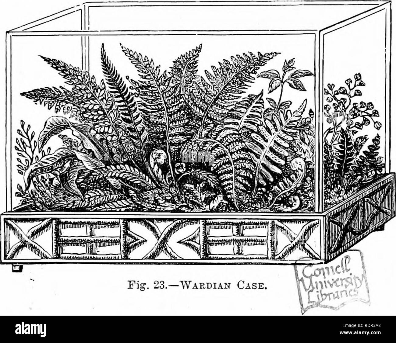 Euterpe Edulis Stock Photos Euterpe Edulis Stock Images Alamy