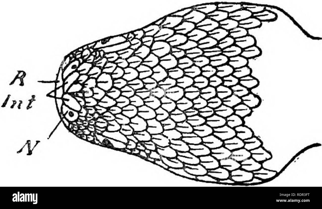 . The poisonous terrestrial snakes of our British Indian dominions