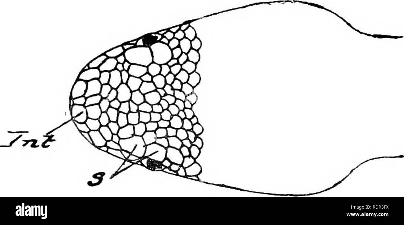 . The poisonous terrestrial snakes of our British Indian dominions, including Ceylon, and how to recognize them; with symptoms of snake poisoning and treatment. Snakes; Snakes. his presence. The bitten hand swelled up at once, but by evening had much reduced, and the following day the swelling had almost entirely disappeared. JDimensions.—Grows to 2 J feet. Colour.—Foliage-green, uniform, or with black blotchings. A black streak behind the eye. Belly uniform greenish or yellowish. LACHESIS ANAMALLENSIS—The Anamailay Viper. Identification.-—Supraocular divided, and co-existing with this, a subo Stock Photo