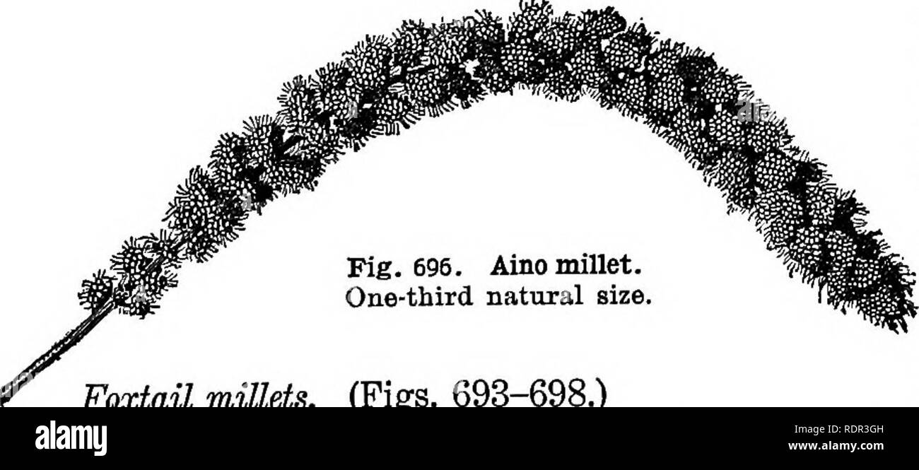 . Cyclopedia of farm crops, a popular survey of crops and crop-making methods in the United States and Canada;. Farm produce; Agriculture. Fig. 693. Fig. 694. Red Siberian CommDnmiUet. About three- millet, fourths natural size. Fig. 695. German millet. About one- half natural size.. Foxtail millets. (Pigs. 693-698.) The seeds of these millets are closely compacted into a club head, varying much in size, and either cylindrical or tapering at one or both ends. Ac- cording to the most common classification, there are two principal sub-groups of the foxtail millets, separated chiefly on the basis  Stock Photo