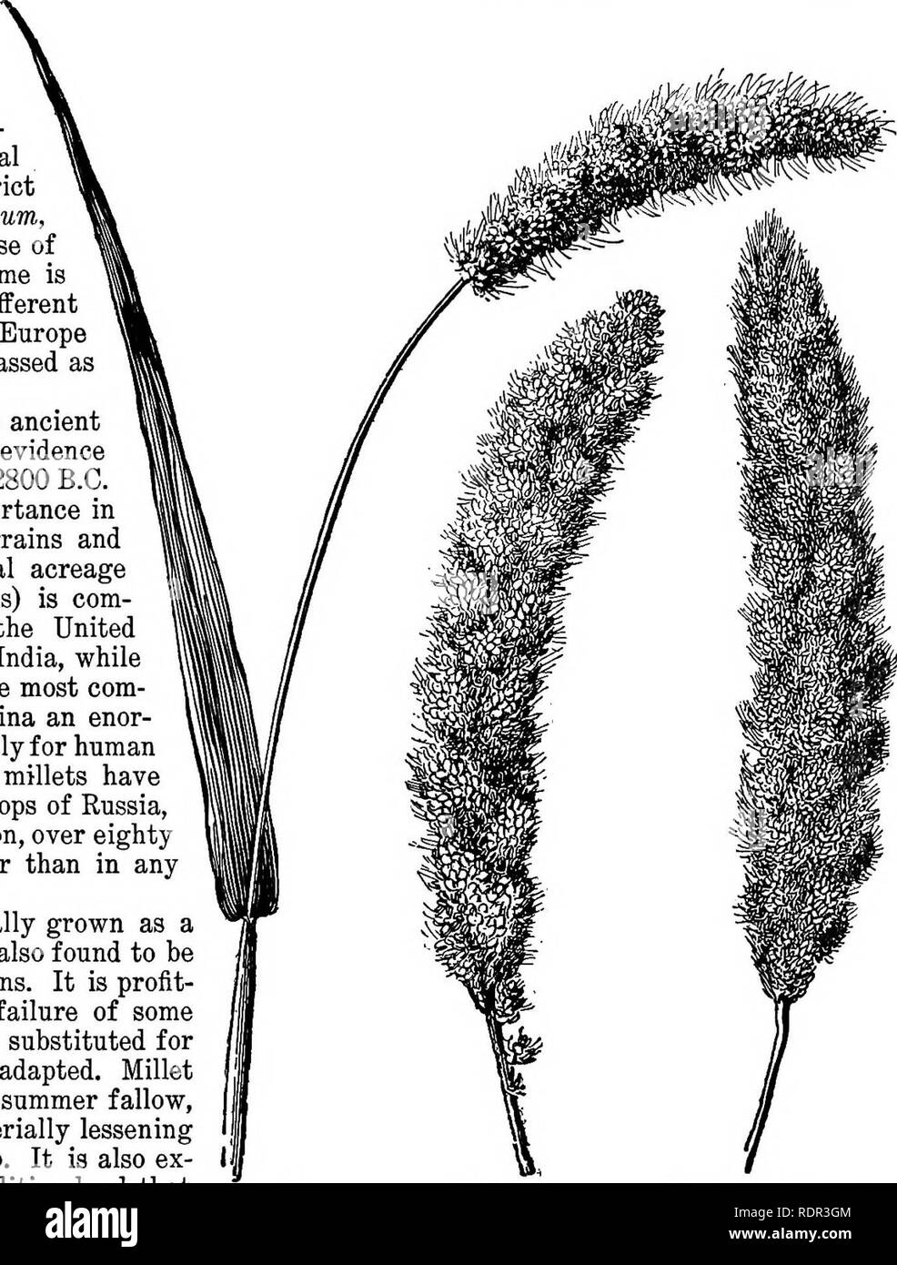 . Cyclopedia of farm crops, a popular survey of crops and crop-making methods in the United States and Canada;. Farm produce; Agriculture. MILLETS MILLETS. Pigs. 693-702. By M. A. Carleton.   The millets are cultivated varie- ties of certain small-seeded cereal and forage grasses, which, in a strict sense, belong to the genus Panicum, or to closely allied genera. Because of a resemblance in the seed the name is also applied to other grasses of different genera in this country, while in Europe and Asia even the sorghums are classed as millets. The millets are among the most ancient of food grai Stock Photo