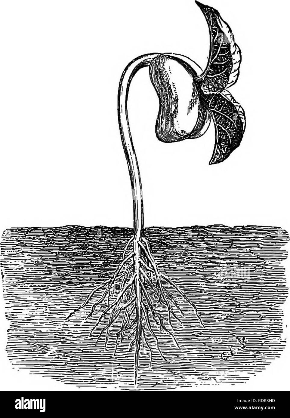 . Cassell's popular gardening. Gardening. CASSELL'S POPULAR GARDENING ...