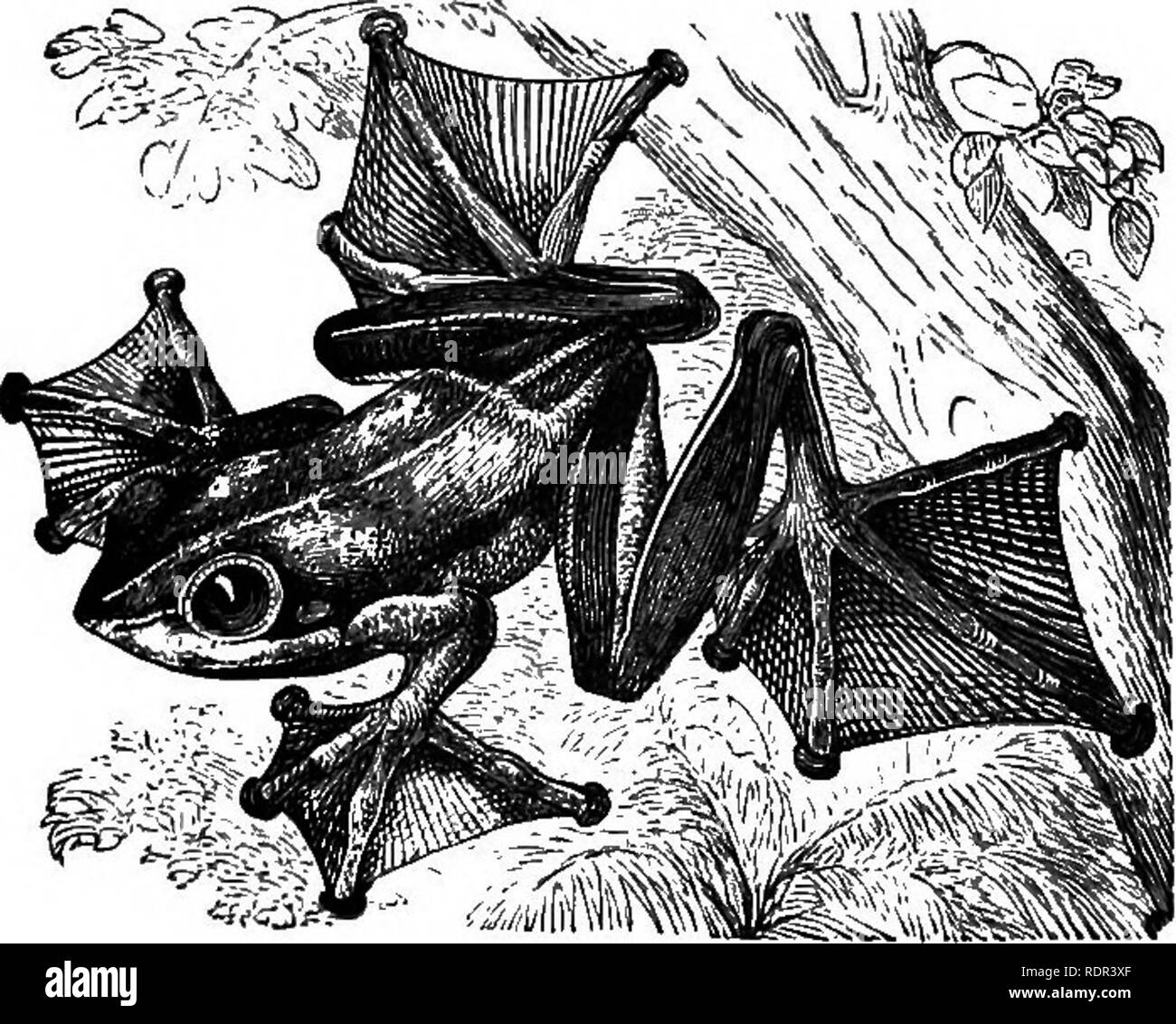 divinity 2 animal scales divinity 2 animal scales