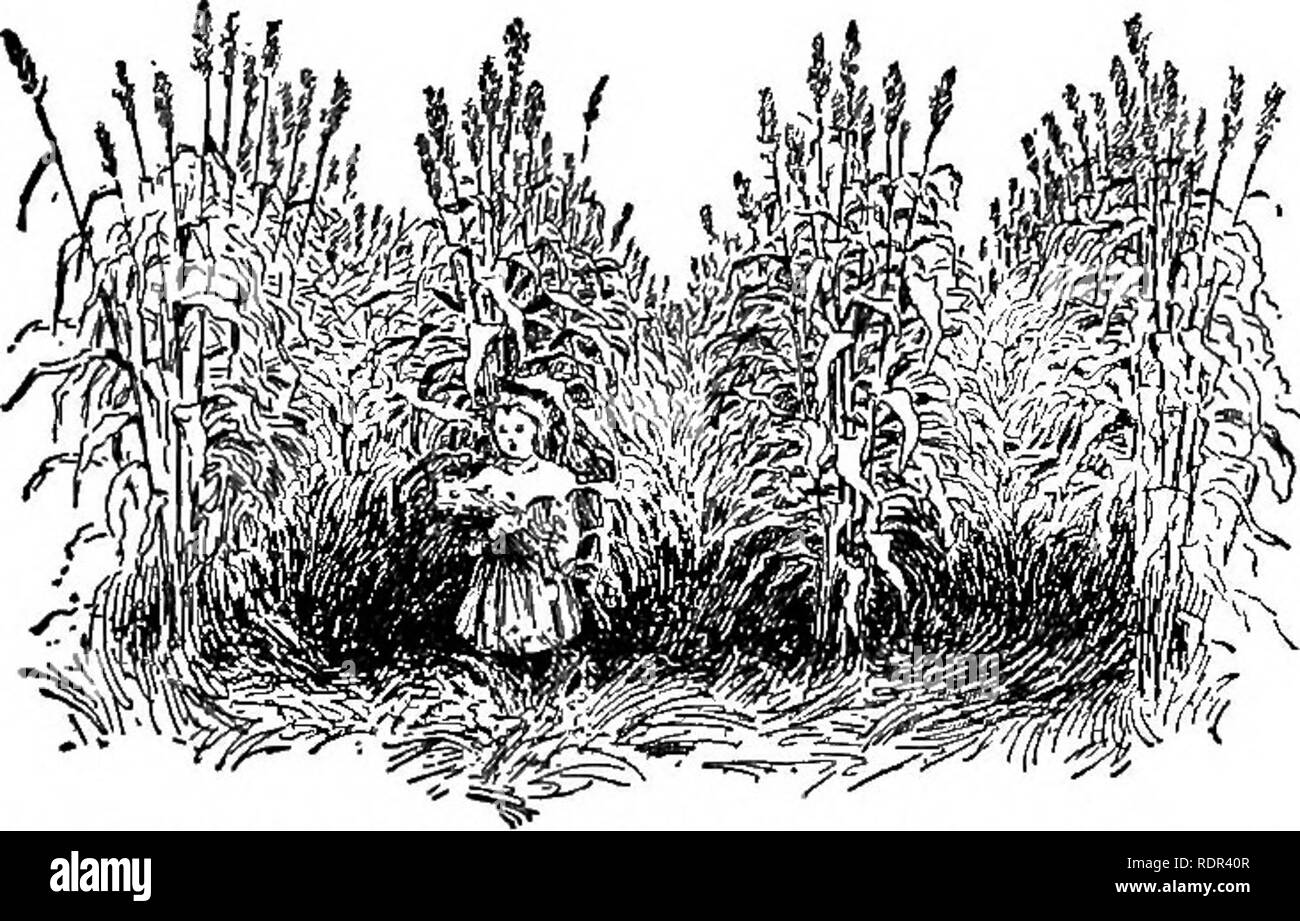 Kale crops Black and White Stock Photos & Images - Alamy