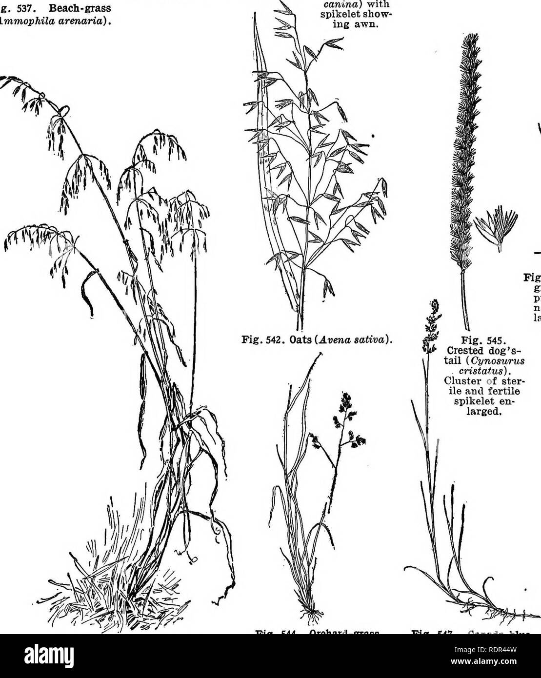 . Cyclopedia of farm crops, a popular survey of crops and crop-making methods in the United States and Canada;. Farm produce; Agriculture. Fig. 541. Velvet-grass {HolcuB lanatits). Fig. 538. Red-top (Agroatie alba). Fig. 537. Beach-grass {ATnmophila arenaria). Fig. 539. Rhode Island Bent-grass {Agrostis canina) with spikelet show- ing awn. Fig. 540. Bennnda-grass {Cynodon Dactylon),. Please note that these images are extracted from scanned page images that may have been digitally enhanced for readability - coloration and appearance of these illustrations may not perfectly resemble the original Stock Photo