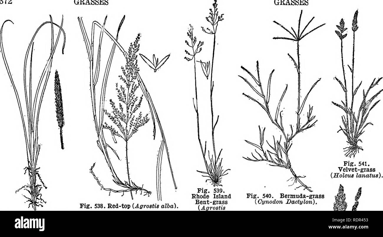 . Cyclopedia of farm crops, a popular survey of crops and crop-making methods in the United States and Canada;. Farm produce; Agriculture. 372 GRASSES GRASSES. Fig. 541. Velvet-grass {HolcuB lanatits). Fig. 538. Red-top (Agroatie alba). Fig. 537. Beach-grass {ATnmophila arenaria). Fig. 539. Rhode Island Bent-grass {Agrostis canina) with spikelet show- ing awn. Fig. 540. Bennnda-grass {Cynodon Dactylon),. Please note that these images are extracted from scanned page images that may have been digitally enhanced for readability - coloration and appearance of these illustrations may not perfectly  Stock Photo