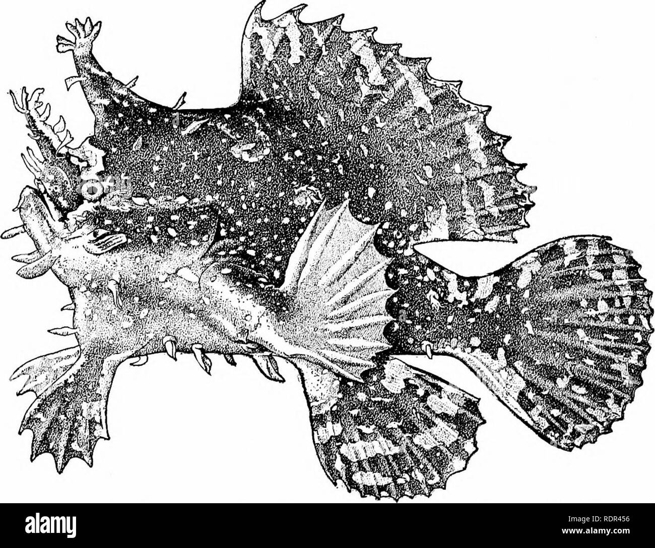 Oneirodes Eschrichtii High Resolution Stock Photography And Images Alamy