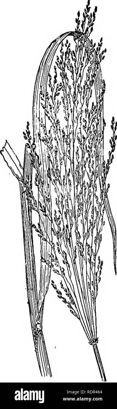 . Cyclopedia of farm crops, a popular survey of crops and crop-making methods in the United States and Canada;. Farm produce; Agriculture. Fig. 521. Water-grass (.Paspa- lum dilatatum). Fig. 522. Para-grass {Panieum Tnolle), with spikelets similar in structure to those of Panicum but arranged in one-sided, more or less digitate spikes. Considered by many as a section (Digitaria) of Panicum. sanguinalis, Dnlac. Crab-grass. (Fig. 520.) A well-known annual weed common in cultivated soil, especially in the South. A native of the Old World. The stems reach a height of three feet and are branching.  Stock Photo