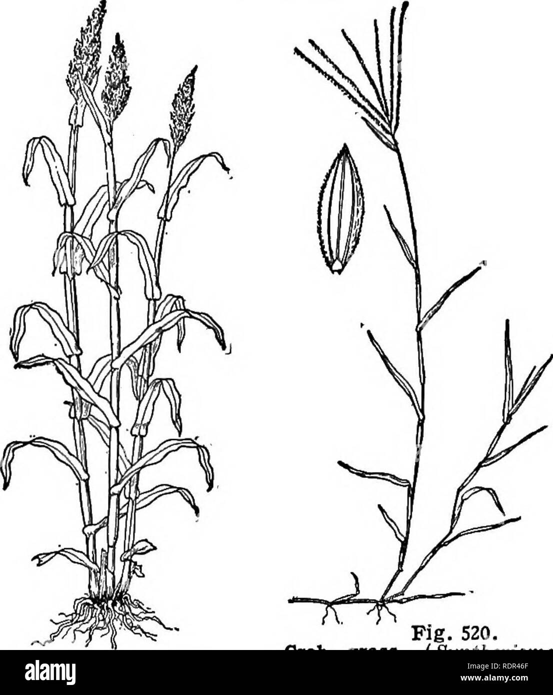 . Cyclopedia of farm crops, a popular survey of crops and crop-making methods in the United States and Canada;. Farm produce; Agriculture. 868 GRASSES GRASSES. Fig. 519. Sorghum {Sorghum vulgare). Fig. 520. Crab - grass (Syntheriema sanguinalis). A very common weedy grass.. Please note that these images are extracted from scanned page images that may have been digitally enhanced for readability - coloration and appearance of these illustrations may not perfectly resemble the original work.. Bailey, L. H. (Liberty Hyde), 1858-1954. ed. New York, The Macmillan company Stock Photo