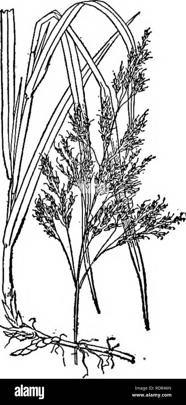 . Cyclopedia of farm crops, a popular survey of crops and crop-making methods in the United States and Canada;. Farm produce; Agriculture. Fig. 517. Sugar-cane (Saccharum oificinarwm). original of the cultivated sorghum. vulgare, Pers. (Andropo- gon Sorghum, Brot.). Sor- ghum. (Fig. 519.) Differs from the preceding in its larger size, annual roots without rootstocks, and usually large fruit and seed. The panicle varies much in shape in the different varieties. This is the species usually referred to as &quot;millet&quot; in China. [See Sorghum.] 5. Syntherisma (Greek, crop-making). A genus of  Stock Photo
