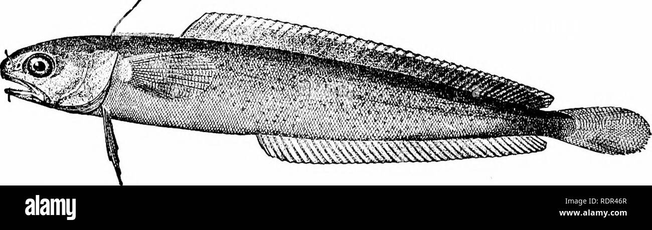 . Fishes. Fishes. Fig. 657.—Burbot, Lota maculosa (Le Sueur). New York. The rocklings {Gaidropsarus and Enchelyopus) have the first dorsal composed of a band of fringes preceded by a single ray. The species are small and slender, abounding chiefly in the Mediterranean and the North Atlantic. The young have been. Fig. 6.58—Four-bearded Rockling, Enchelyopus eimbrius (Linnsus). Nahant, Mass. called &quot;mackerel-midges.&quot; Our commonest species is Enchely opus cimbrius, found also in Great Britain. The cusk, or torsk, Brosme brosme, has a single dorsal fin. Please note that these images are  Stock Photo