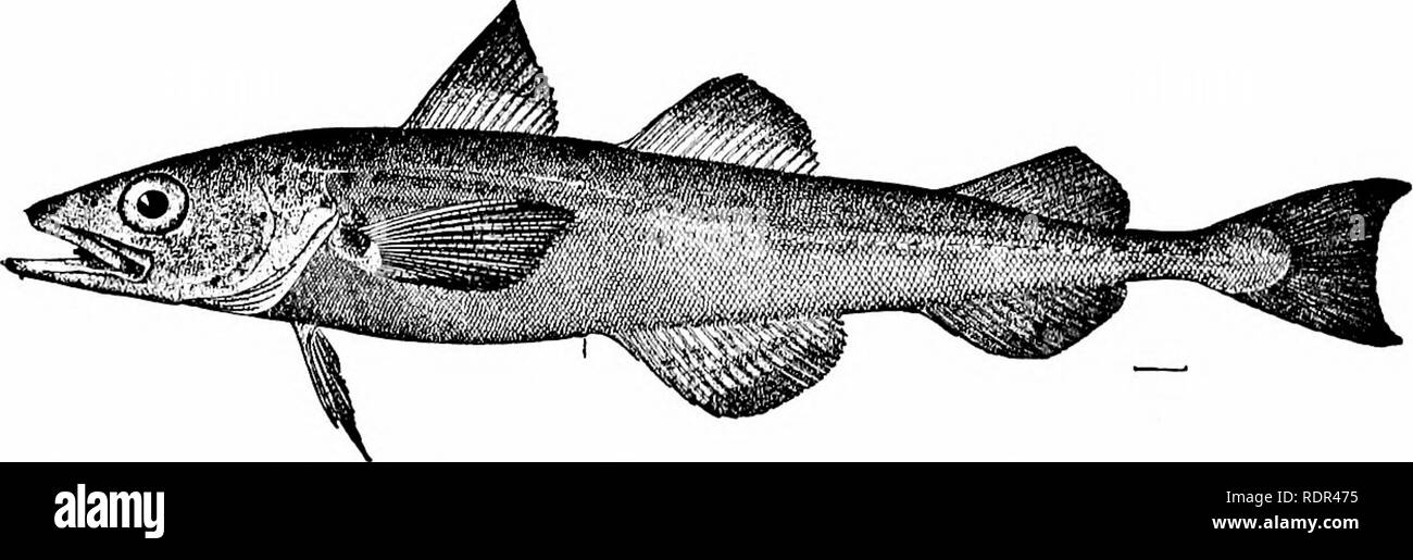 . Fishes. Fishes. Fig. 6.54.—Haddock, Melanogrammus ceglifinus (L.). Eastport, Me. The pollack, coalfish, or green cod (Pollachius carhonarius) is also common on both shores of the north Atlantic. It is darker than the cod and more lustrous, and the lower jaw is longer, with a smaller barbel at tip. It is especially excellent when fresh. The whiting {Merlangus merlangus) is a pollack-like fish com- mon on the British coasts, but not reaching the American shores.. Fig. 655.—Pollock, Theragra chalcogramma (Pallas). Shumagin I., Alaska. It is found in large schools in sandy bays. The Alaska polla Stock Photo