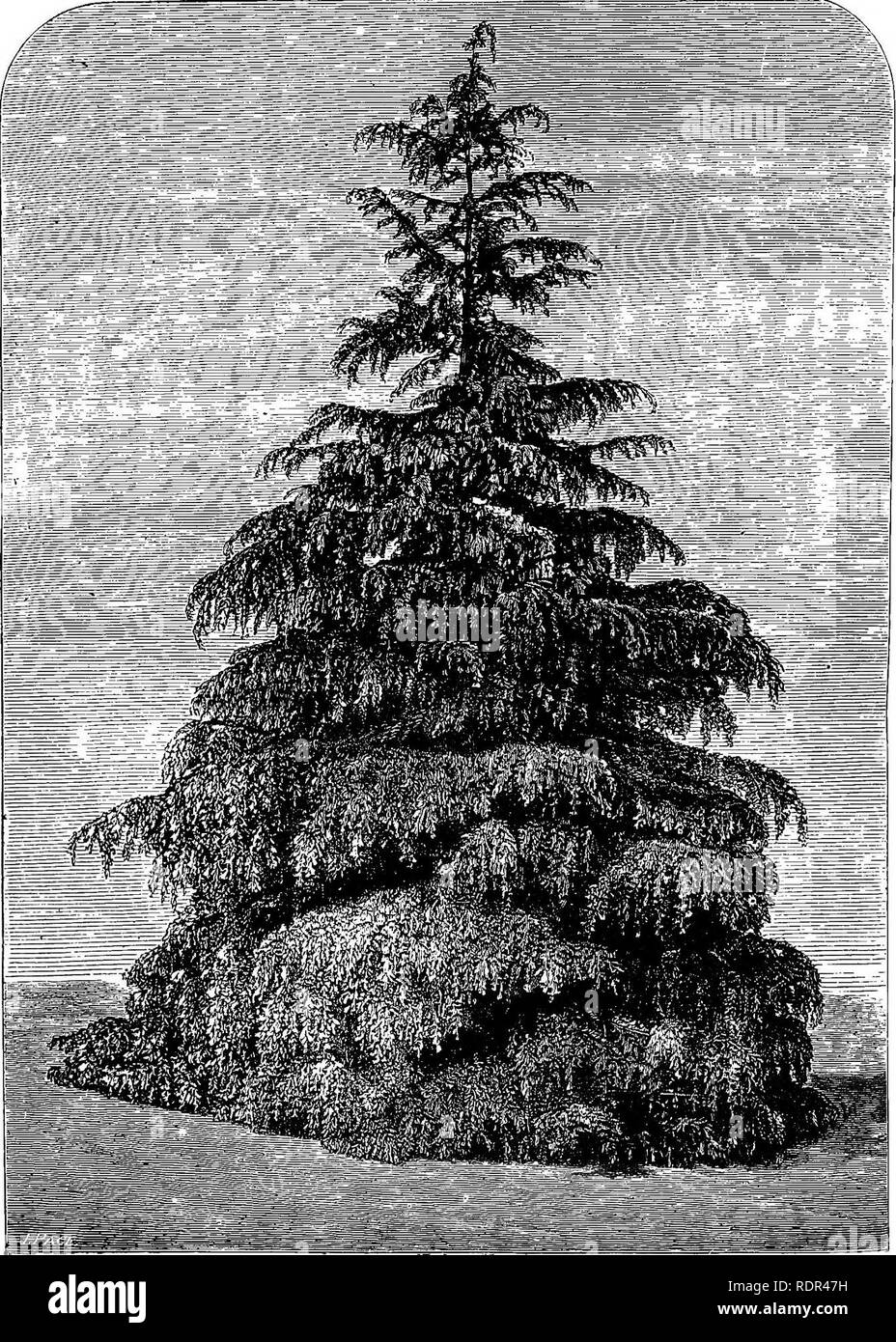 . A manual of the Coniferae, containing a general review of the order; a synopsis of the hardy kinds cultivated in Great Britain; their place and use in horticulture, etc., etc. With numerous woodcuts and illustrations. Conifers; Evergreens. Cedrus deodara at Tortworth Court, Gloucestershire, Present height (1881) 41 fat'|. Please note that these images are extracted from scanned page images that may have been digitally enhanced for readability - coloration and appearance of these illustrations may not perfectly resemble the original work.. Veitch (James) &amp; Sons. Chelsea Stock Photo