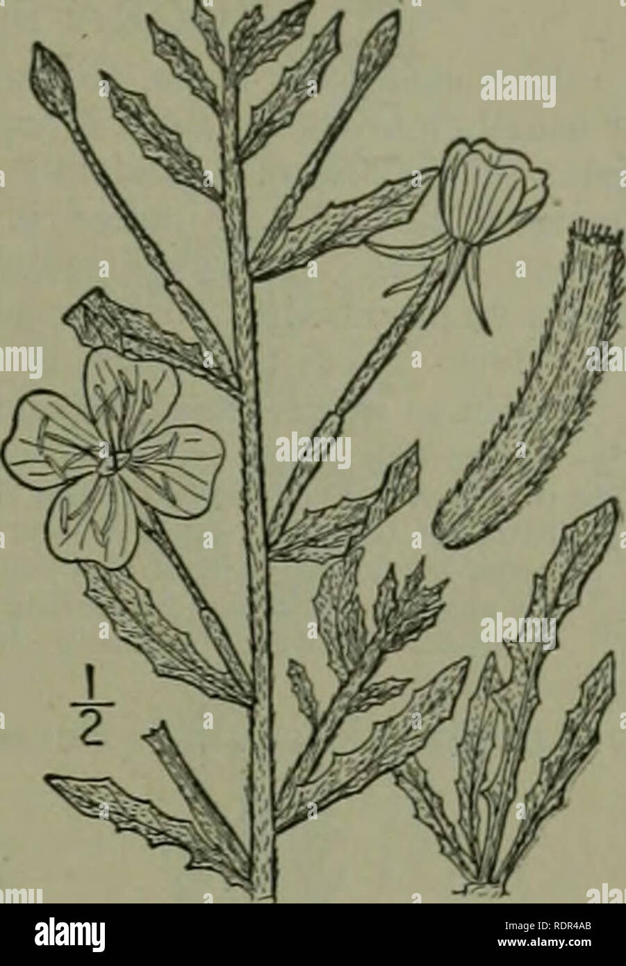 . An illustrated flora of the northern United States, Canada and the British possessions : from Newfoundland to the parallel of the southern boundary of Virginia and from the Atlantic Ocean westward to the 102nd meridian. Botany. Genus 8. EVEXIXG-PRI.MROSE FAMILY. 597 I. Raimannia humifusa (Xutt.) Rose. Seaside Evening-Primrose. Fig. 3042. Oenothera humifusa Xutt. Gen. I ; 245. 1818. Oenothera sinuata var. humifusa T. &amp; G. Fl. N. A. i: 494. Ra, humifusa Rose, Contr. Nat. Herb. 8 :. 1905- Spreading and decumbent or ascending, branched from the base and usually also above, silvery-pubescent  Stock Photo