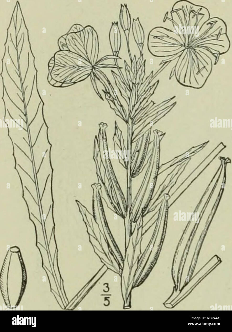 . An illustrated flora of the northern United States, Canada and the British possessions : from Newfoundland to the parallel of the southern boundary of Virginia and from the Atlantic Ocean westward to the 102nd meridian. Botany. 596 ONAGRACEAE. Vol. II. 4. Oenothera Oakesiana Robbins. Oakes' Evening-Primrose. Fig. 3040. Oenothera biennis var. Oakesiana A. Gray, Man. Ed. 5, 178. 1867. Oenothera Oakesiana Robbins: S. Wats. Bibl. Index I : 383. 1878. Oiiagra Oakesiana Britton, Mem. Torr. Club 5 : 233. 1894. Resembling the two preceding species, usually annual, dull green, pubescent with appresse Stock Photo
