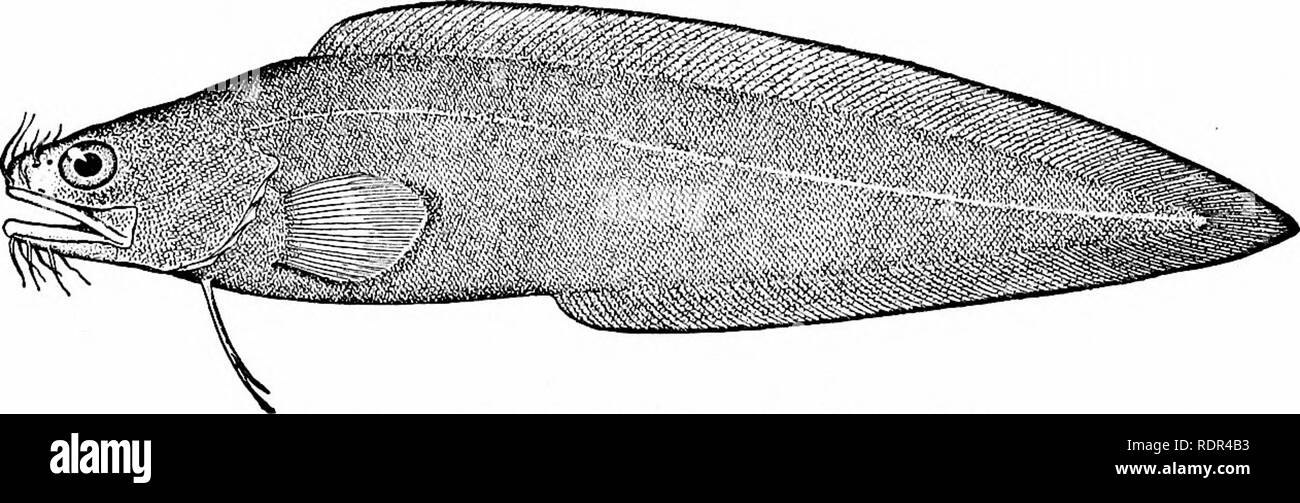 . Fishes. Fishes. 734 The Blennies: Blenniids Brotulids, called Pez Ciego in Cuba, are found in different caves in the county of San Antonio, where they reach a length of about five inches. As in other blindfishes, the body is translu-. FiG. 646.—Brotula barbata Schneider. Cuba. cent and colorless. These species are known as Lucijuga sub- terranea and Stygicola dentata. They are descended from allies of the genera called Brotula and Dinematichthys. Brotula bar- bata is a cusk-like fish, occasionally found in the markets of. Please note that these images are extracted from scanned page images t Stock Photo