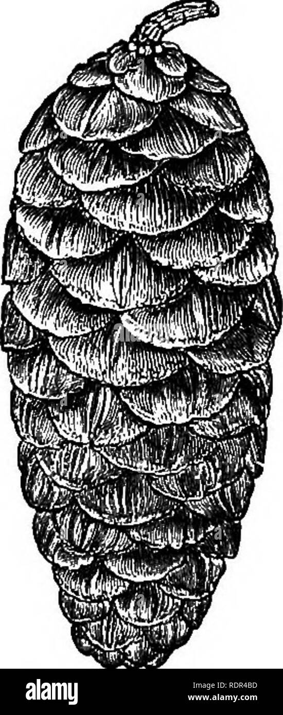 . A manual of the Coniferae, containing a general review of the order; a synopsis of the hardy kinds cultivated in Great Britain; their place and use in horticulture, etc., etc. With numerous woodcuts and illustrations. Conifers; Evergreens. Fig. 30.âFoliage of Abies Pattoniana. Natural size. w,-  â &gt;, n *)g. &lt;U.âOone of Abies Pattoniana. much cracked and apt to scale off, reddish grey; leaves 6 to 12 lines long (half an inch to 1 inch) angular, acutish, attenuated at base,, often curved; cones cylindrical oblong,. 2 to 3 inches long.&quot; * Gardeners' Chronicle, vol. xii., p. 756,. Ple Stock Photo