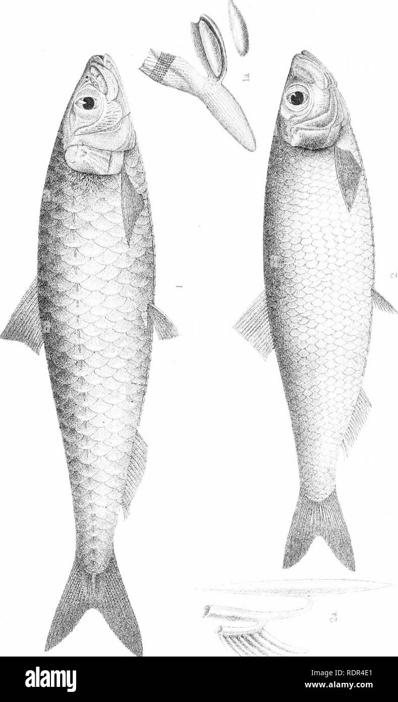 The Fishes Of Great Britain And Ireland Fishes Fishes X R X X In H X 3 S L W H P I Cc L J J G Fl Cnj Lt Cq