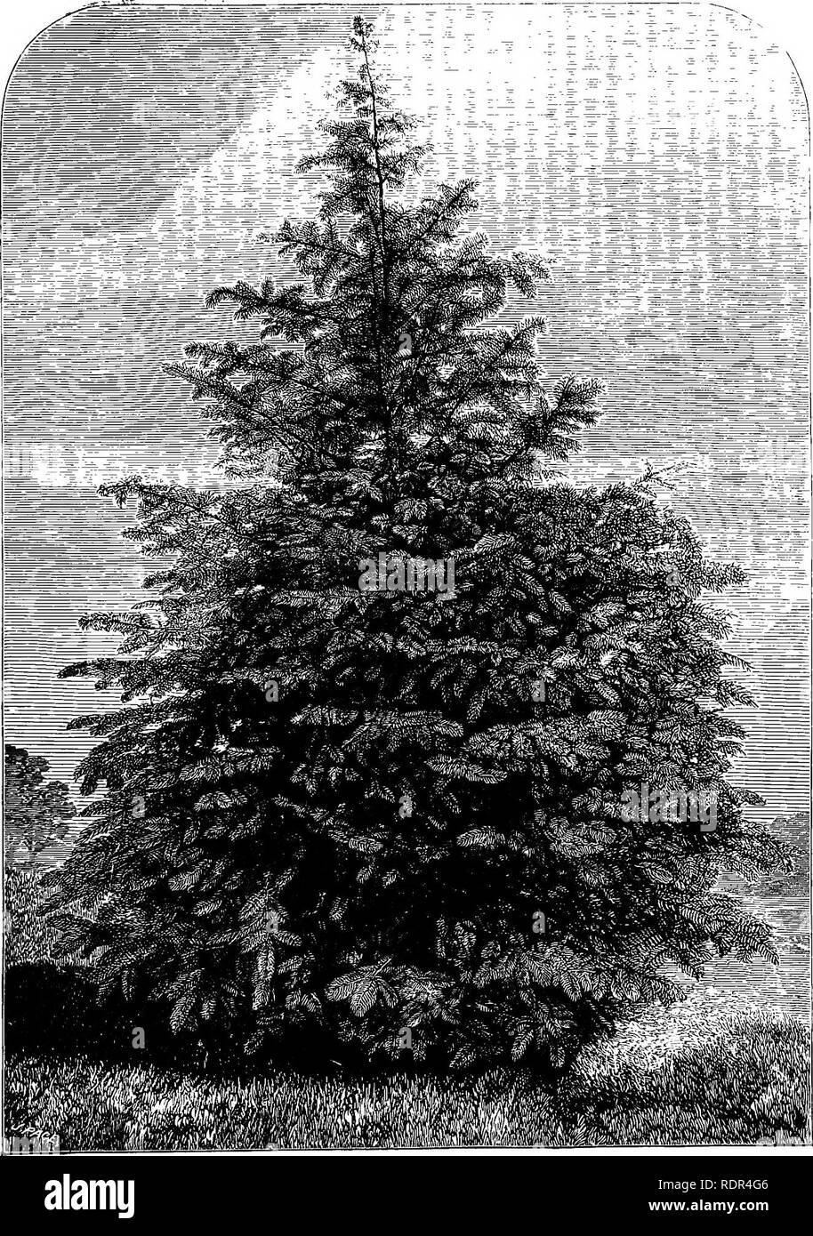 . A manual of the Coniferae, containing a general review of the order; a synopsis of the hardy kinds cultivated in Great Britain; their place and use in horticulture, etc., etc. With numerous woodcuts and illustrations. Conifers; Evergreens. Ahies bracteata at Tortwortli Court. Present height (1881) 29 feet.. Please note that these images are extracted from scanned page images that may have been digitally enhanced for readability - coloration and appearance of these illustrations may not perfectly resemble the original work.. Veitch (James) &amp; Sons. Chelsea Stock Photo