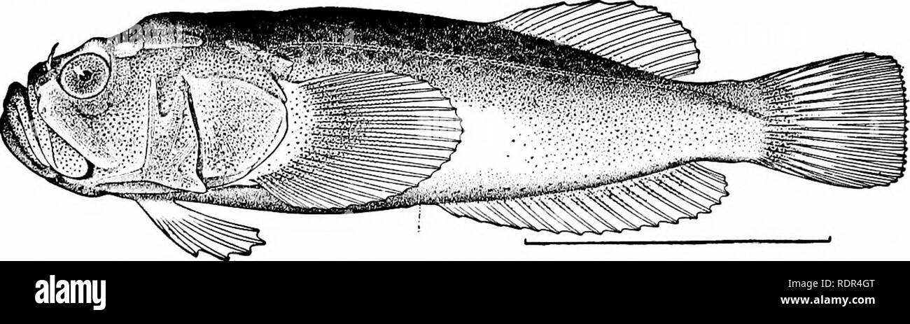. Fishes. Fishes. 714 Suborder Jugulares inhabitant of the seas of Japan, and Anema monopterygium in New Zealand. Uranoscopus peruzzii, an extinct star-gazer, has been de- scribed from the Pliocene of Tuscany.. Fig. 613.—A Star-gazer Ariscopus iburius Jordan &amp; Snyder. Iburi, Japan. The Dragonets: Callionymidse.—Remotely allied to the Ura- noscopidcE is the interesting family of dragonets, or Callionymida. These are small scaleless fishes with fiat heads, the preopercle armed with a strong spine, the body bearing a general resem- blance to the smaller and smoother CottidcB. The gill-opening Stock Photo