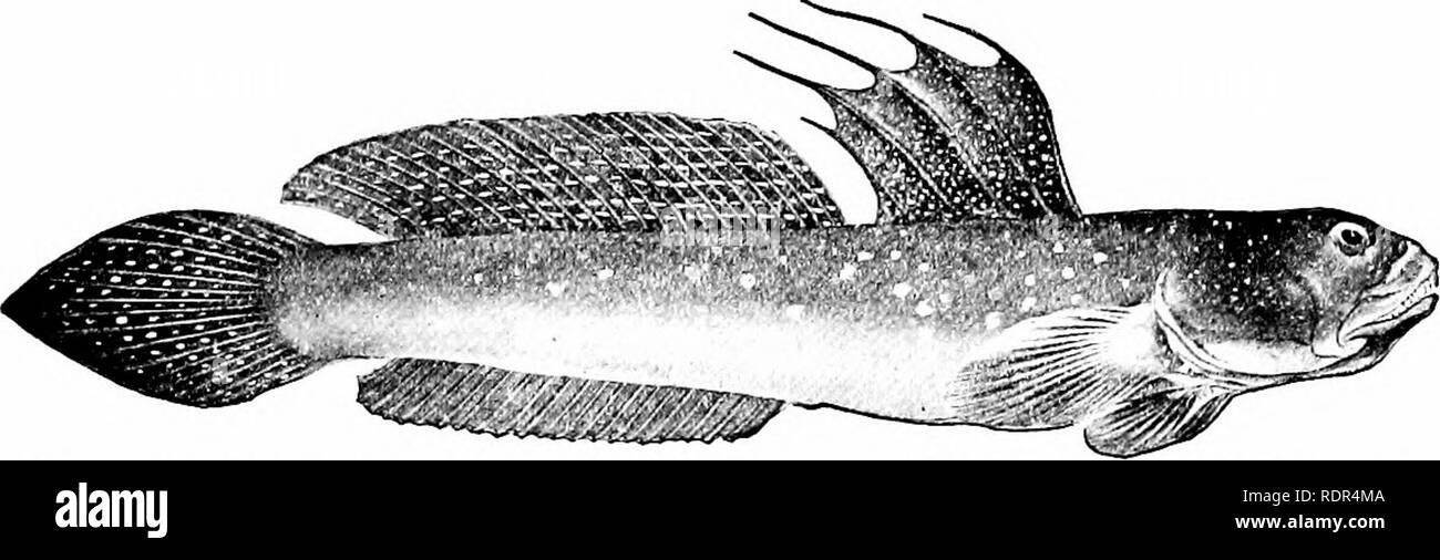 . Fishes. Fishes. Gobioidei, Discocephali, and Tsniosomi 677 river goby, of the Hawaiian streams, and Lentipes stimpsoni is the mountain oopu, capable of clinging to the rocks in the. Fig. 589.—Pond-skipper, Boleophthalmus chinensis (Osbeck). Bay of Tokyo, Japan. (Eye-stalks sunken in preservation.) rush of torrents. Paragobiodon echinocephalus is a short thick- set goby with very large head, found in crevices of coral reefs of Polynesia.. Please note that these images are extracted from scanned page images that may have been digitally enhanced for readability - coloration and appearance of th Stock Photo