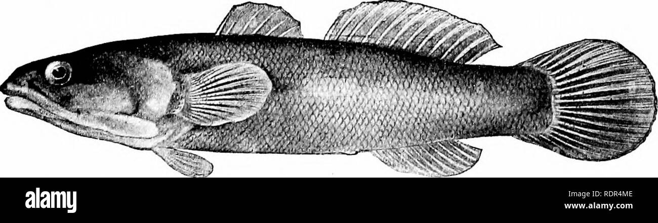 Jawed fish Black and White Stock Photos & Images - Alamy