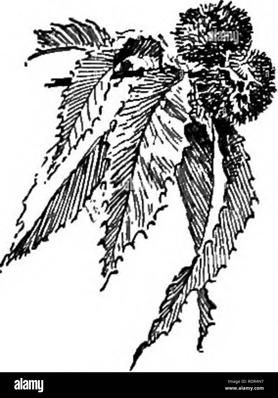 Nitrogen precipitation Black and White Stock Photos & Images Alamy