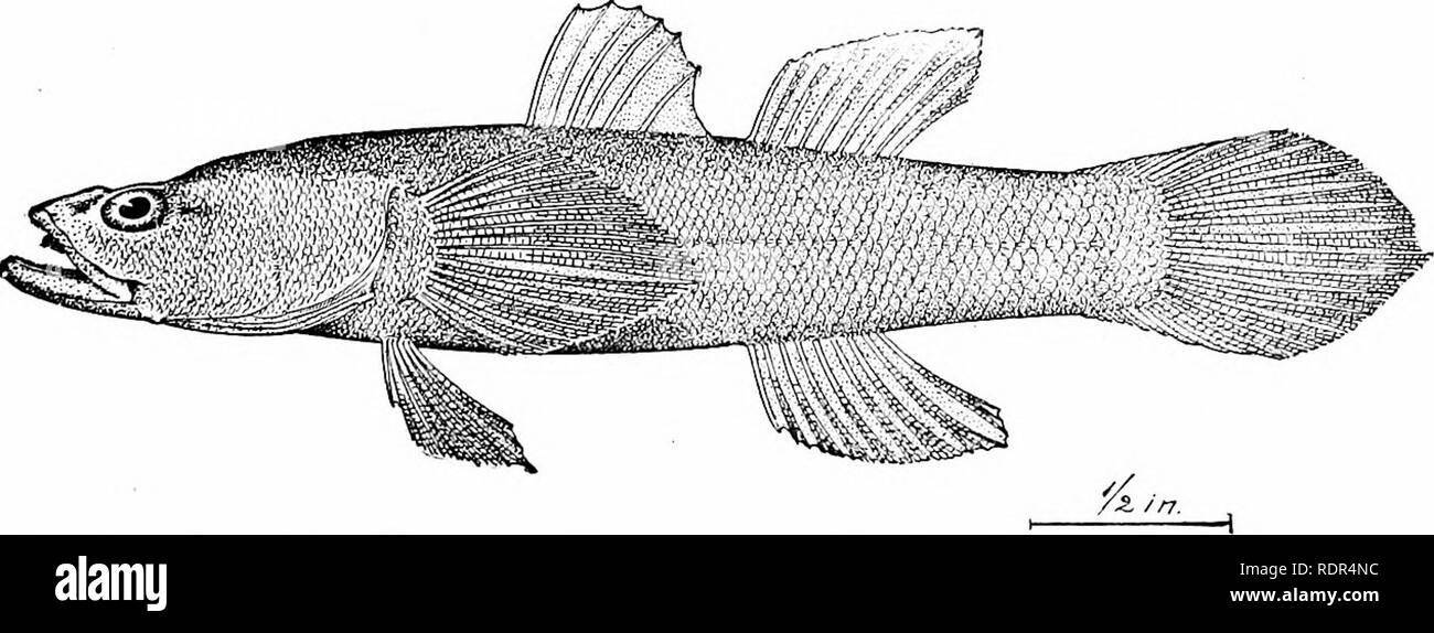 . Fishes. Fishes. Fig. 581.—Guavina de Rio, Philypnus dormitor (Bloch &amp; Schneider). Puerto Rico. to Hindostan; Dormitator maculaius, the stout-bodied guavina- mapo of the West Indian regions, with ths form of a small carp. Guavina guavina of Cuba is another species of this type, and numerous other species having separate ventrals are found in the East Indies, the West Indies, and in the islands of Poly- nesia. Some species, as Valenciennesia strigata of the East. Fig. 582 —Dormeur, Eleotris pisonis Gmelin. Tortugas, Fla. Indies and Vireosa hana; of Japan, are very gracefully colored. One g Stock Photo