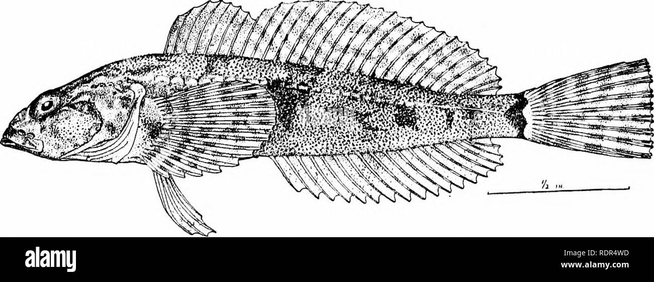. Fishes. Fishes. Fig. 558.—Miller's Thumb, Uranidea tenuis Evermann &amp; Meek. Klamath Falls. exist in each of these regions. The genus Uranidea is foimd in America. It is composed of smaller species with fewer teeth and fin-rays, the ventrals i, 3. Uranidea gracilis is the commonest of these, the miller's thumb of New England. Rheopresbe fujiyamce is a large river sculpin in Japan.. Fig. 559.—Cottus evermanni Gilbert. Lost River, Oregon. Trachidermus ansatus is another river species, the &quot;mountain- witch&quot; (yama-no-kami) of Japan, remarkable for a scarlet brand on its cheek, conspi Stock Photo