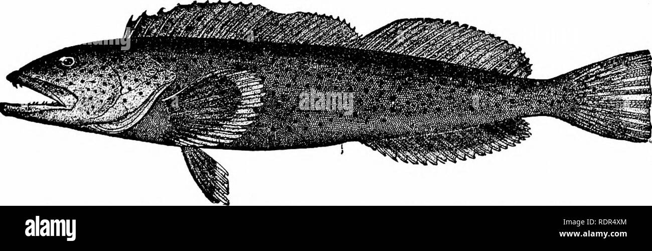 . Fishes. Fishes. J/- Fig. 548.—Greenling, Hexagrammos decagrammus (Pallas). Sitka. fat cod, Hexagrammos otakii, common throughout Japan. The red rock-trout, Hexagrammos superciliosus, is beautifully varie- gated with red, the color being extremely variable. Other species are found in Japan and Kamchatka. Agrammus agram-. FiG. 549.—Cultus Cod, Ophiodon elongatus (Girard). Sitka, Alaska. mus of Japan differs in the possession of but one lateral line. Ophiodon elongatus, the blue cod, cultus cod, or Buffalo cod of California, is a large fish of moderate value as food, much resem- bling a codfish Stock Photo