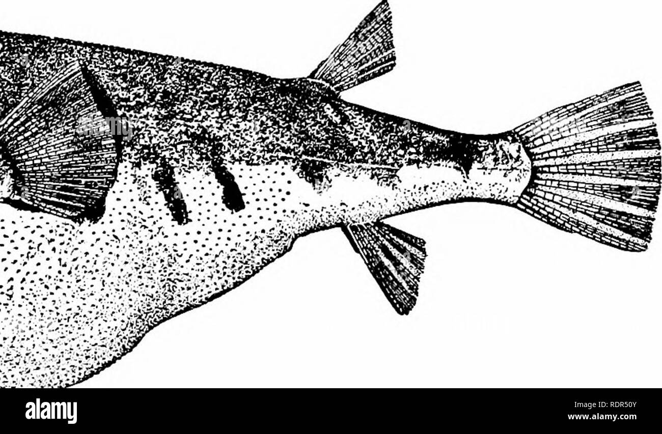 . Fishes. Fishes. Fig. 527.—Puffer, Spheroides maculatus (Schneider). Noank, Conn. In Tetraodon the nasal tentacle is without distinct opening, its tip being merely spongy. The species of this genus are even more inflatable and are often strikingly colored, the young sometimes having the belly marked by concentric stripes of black which disappear with age. Tetraodon hispidus abounds in estuaries and shallow bays from Hawaii to India. In Hawaii, it is regarded as the most poisonous of all fishes (muki-muki) and it is said that its gall was once used to. Please note that these images are extract Stock Photo