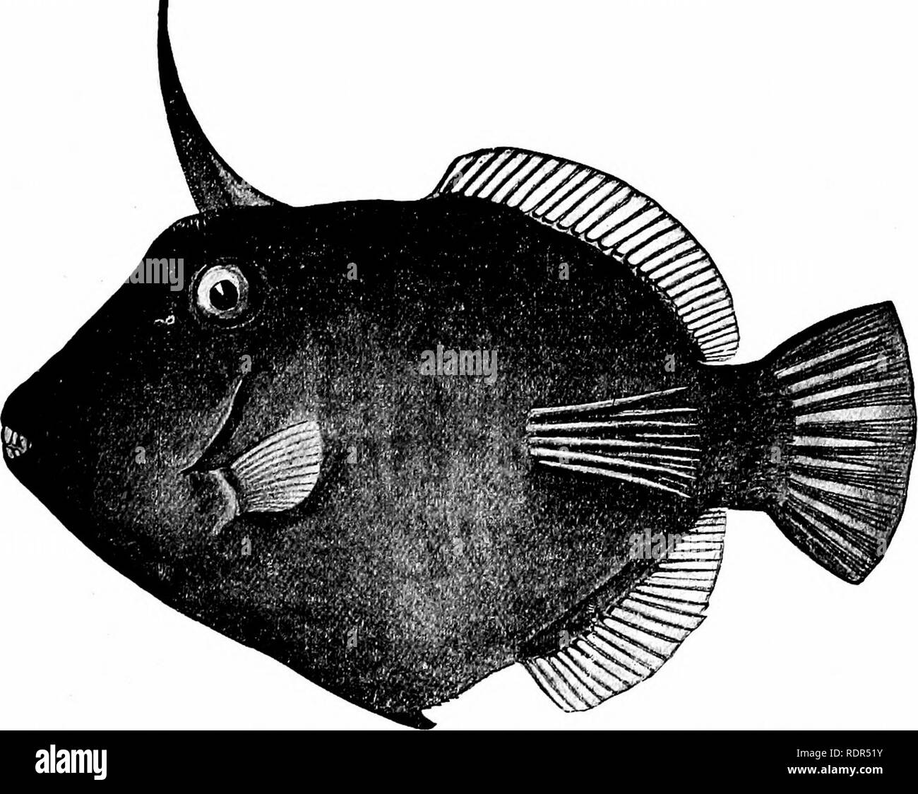 . Fishes. Fishes. Fig. 515âFile-fish, Osbeckia loevis (scripta). &quot;Woods Hole, Mass. Alutera guntheriana, largest in size, among the commonest. Both of these are large fishes without ventral spine. Monacanthus â chinensis, with a great, drooping dewlap of skin behind the. Fig. 516.âThe Needle-bearing File-fish, Amanses scopas of Samoa. ventral spine, is found on the coast of China. Of the numerous Japanese species, the most abundant and largest is Pseudomon-. Please note that these images are extracted from scanned page images that may have been digitally enhanced for readability - colorat Stock Photo