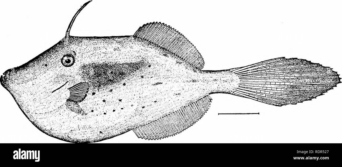 . Fishes. Fishes. Series Plectognathi 625 lepis hispidus and Ceratacanthus schaepfi are common species. In the West Indies are numerous others, Osbeckia IcBvis and. Fig. 515âFile-fish, Osbeckia loevis (scripta). &quot;Woods Hole, Mass. Alutera guntheriana, largest in size, among the commonest. Both of these are large fishes without ventral spine. Monacanthus â chinensis, with a great, drooping dewlap of skin behind the. Please note that these images are extracted from scanned page images that may have been digitally enhanced for readability - coloration and appearance of these illustrations ma Stock Photo