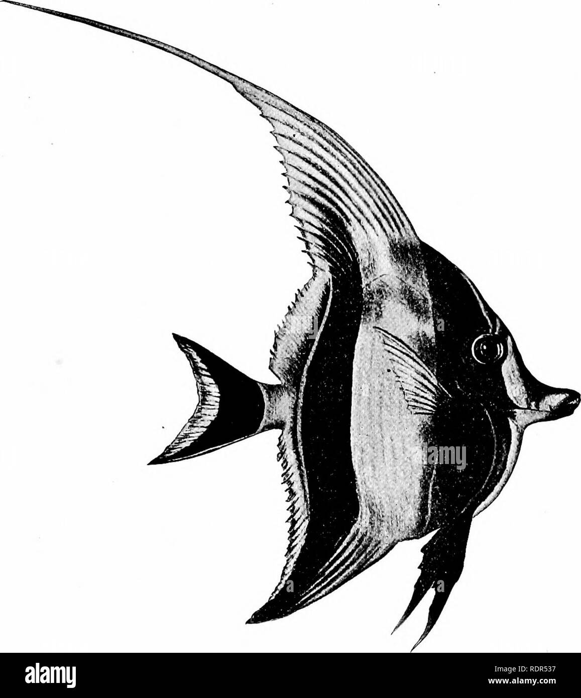 . Fishes. Fishes. The Squamipinnes 617 the Eocene genera, Aulorhamphus (bolceusis), with produced snout, and Apostasis (croaticus), with long spinous dorsal, prob- ably belong. The Moorish Idols: Zanclidse. — The family of ZanclidcE in- cludes a single species, the Moorish idol or kihi kihi, Zanclus canescens. In this family the scales are reduced to a fine sha-. FiG. 511.—The Moorish Idol, Zanclus canescens (Linnaeus). From Hawaii. Family Zanclidoe. (Painting by Mrs. E. G. Norris.) green, and in the adult two bony horns grow out over the eye. The dorsal spines are prolonged in filaments and t Stock Photo