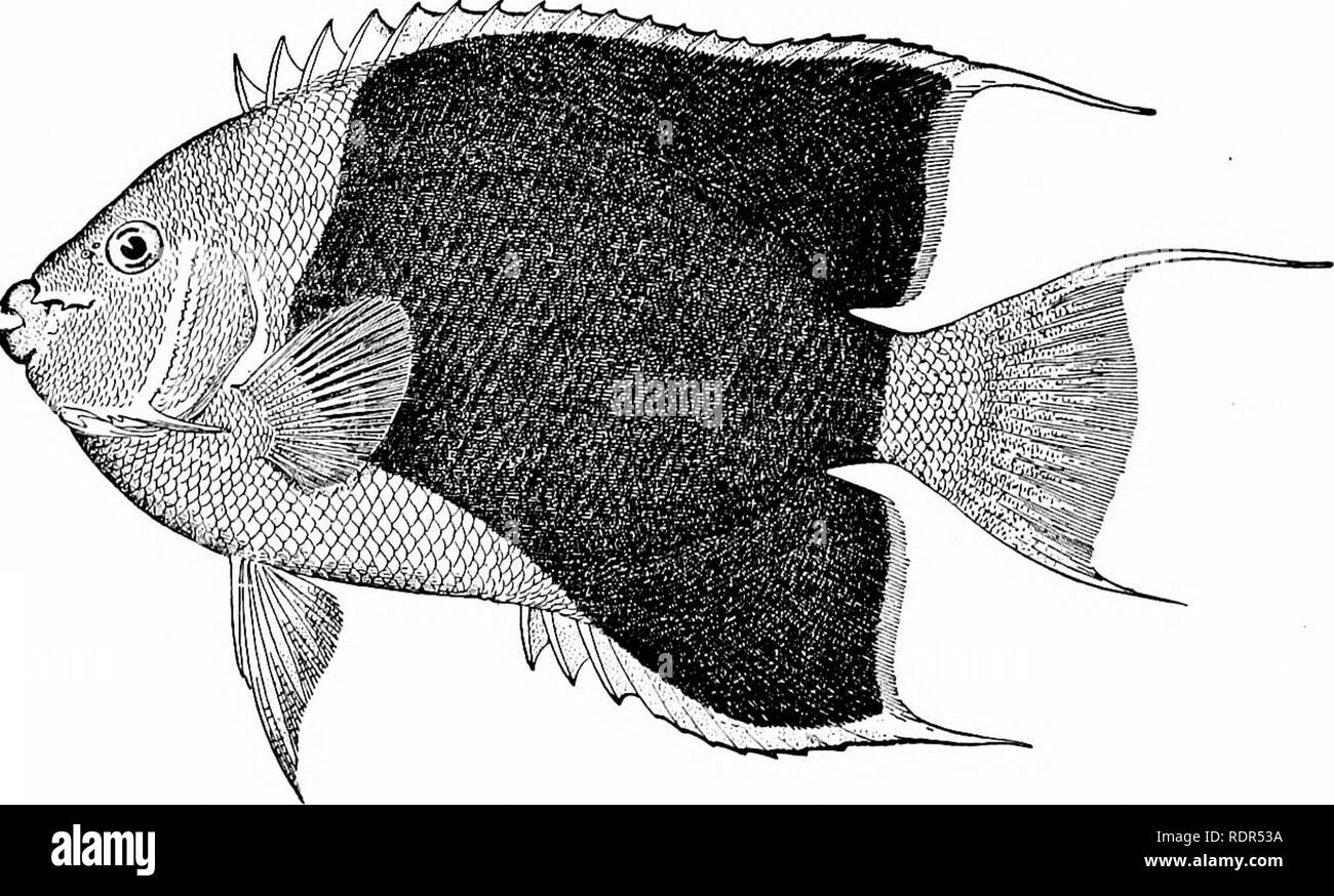 . Fishes. Fishes. 6i6 The Squamipinnes with blue, is one of the gaudiest inhabitants of the coral reefs of Polynesia. Holacantlms flavissimus, golden with some deep-blue markings, and Holacanthus nicobariensis, blackish with white circles, are found with other species in the same waters. The genus Pomacanthus (Pomacanthodes) includes American species only, still larger in size and differing from Holacanthus in having nine to eleven spines only in the dorsal fin. The young of Pomacanthus are blackish, crossed by many curved yellow cross-bands, which disappear entirely with age. Three species. F Stock Photo