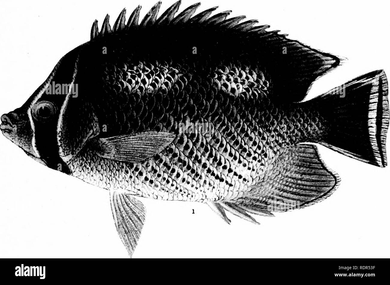 . Fishes. Fishes. 4^&quot; ? #' # %&quot;&quot;^ , * .* «; 'SW* 1 MEGAPROTODON TRIFASCIALIS (QUOY &amp; GAIMARD) (FAMILY CHAETODONTID^) 2 OXYMONACANTHUS LONGIROSTRIS (BLOCK &amp; SCHNEIDER) (FAMILY MONACANTHID^) FISHES OF THE CORAIv REEFS, SAMOA. Please note that these images are extracted from scanned page images that may have been digitally enhanced for readability - coloration and appearance of these illustrations may not perfectly resemble the original work.. Jordan, David Starr, 1851-1931. New York, H. Holt and Company Stock Photo