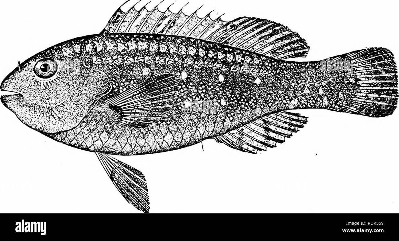 . Fishes. Fishes. Chromides and Pharyngognathi )03 In the large genus Sparisoma the teeth are more com- pletely joined. In this group, which is found only in the trop- ical Atlantic, the lower pharyngeals are broader than long and. Fig. 495.—Sparisoma hoplomystax (Cope). Key West. hexagonal. The teeth of the jaws are not completely united, the dorsal spines are pungent, the lateral line not interrupted, and the gill membranes broadly united to the isthmus. Of the numerous species the dull-colored Sparisoma flaves-. Please note that these images are extracted from scanned page images that may h Stock Photo