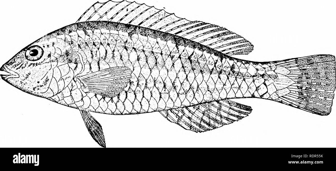 Fishes. Fishes. Fig.492. Fig. 493. Fig. 492.—Pharyngeals of Italian Parrot- fish, Sparisoma cretense (L.). a, upper; b, lower. Fig. 493.—Jaws of a  Parrot-fish, Calotomus xenodon Gilbert. Cryptotomus of the Atlantic is also
