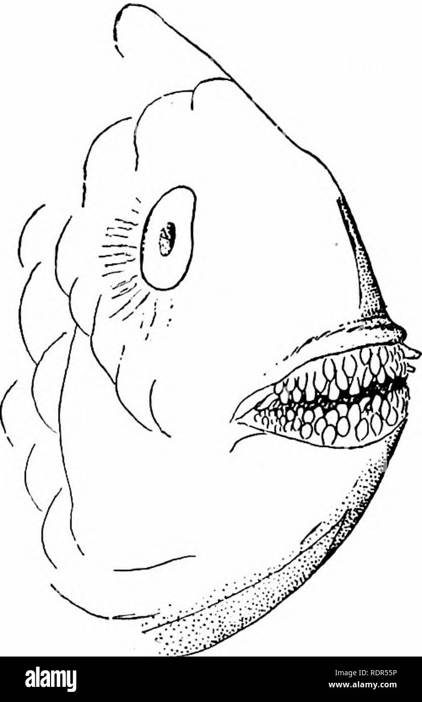 Fishes. Fishes. Fig.492. Fig. 493. Fig. 492.—Pharyngeals of Italian  Parrot-fish, Sparisoma cretense (L.). a, upper; b, lower. Fig. 493.—Jaws of  a Parrot-fish, Calotomus xenodon Gilbert. Cryptotomus of the Atlantic is  also