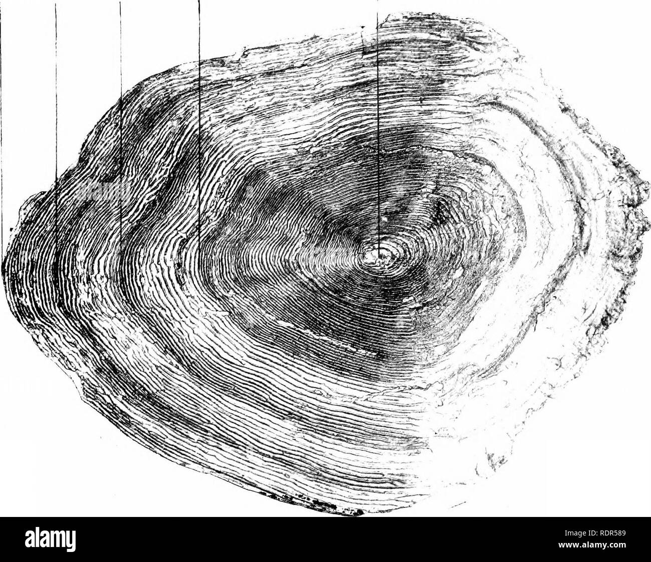 The Sea Trout A Study In Natural History Salmonidae Fish Culture Fishing A 1 7 X J 0 J A I O S I Co B Gt Jb