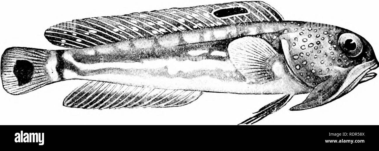 . Fishes. Fishes. 574 Surmullets, Croakers, et( that of the parrot-fish, it is structurally different and must have been independently developed. Oplegnathus punctatus, the &quot;stonewall perch&quot; (ishigakidai), is common in Japan, as is also. Fig. 498.—Opisthognathus nigromarginatus. India. (After Day.) the banded Oplegnathus jasciatiis. Other species are fotmd in Australia and Chile. The Swallowers: Chiasmodontidae.—The family of swallowers ChiasmodontidcB, is made up of a few deep-sea fishes of soft flesh and feeble spines, the opercular apparatus much reduced.. Please note that these i Stock Photo