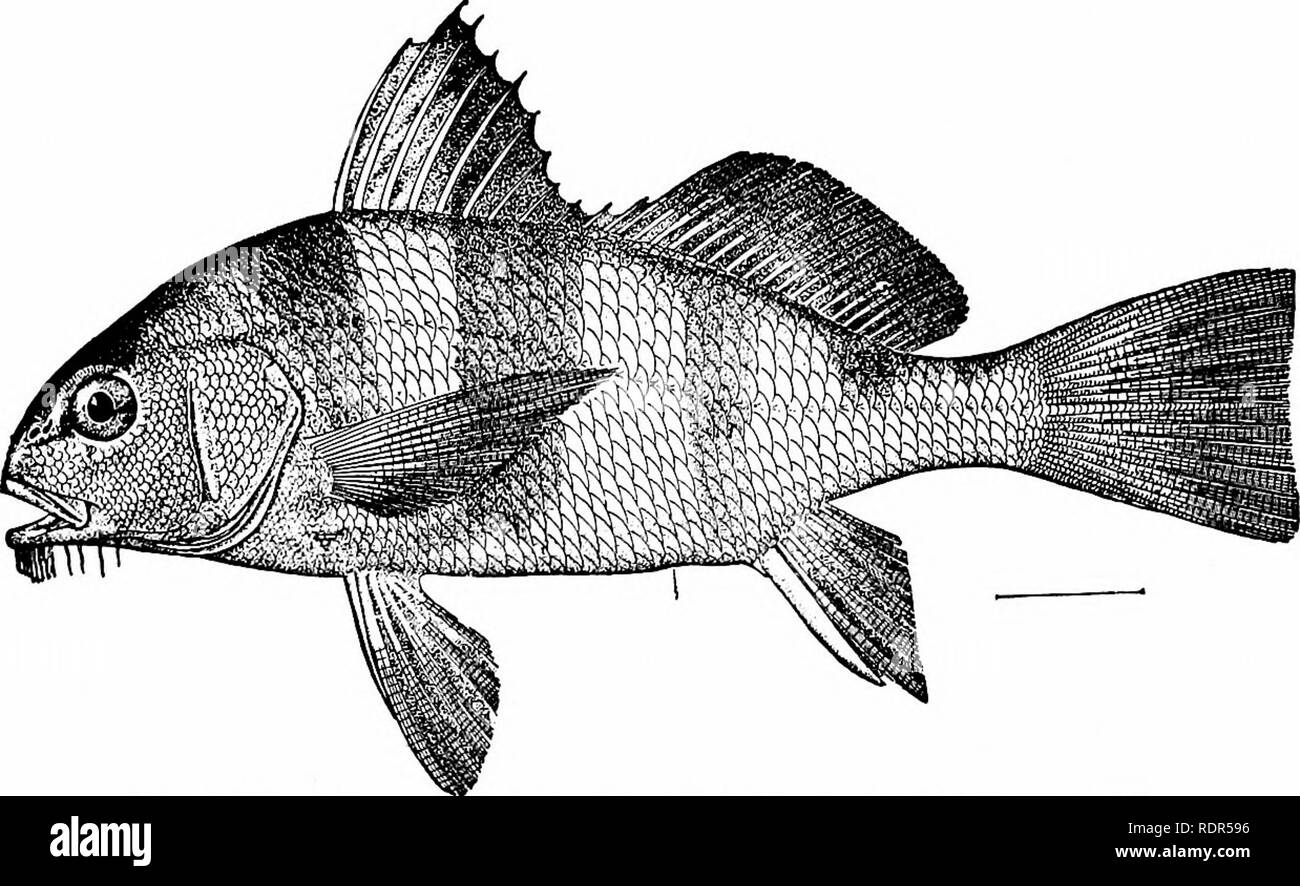 . Fishes. Fishes. 572 Surmullets, Croakers, etc. ear-bones not clearly identifiable are found from the Miocene on. These structures are more highly specialized in this group than in any other.. Fig. 465—Drum, Pogonias chromis (Linnreus). Matanzas, Fla. The Sillaginidae, etc.—Allied to the ScicsnidcB is the small family of Kisugos, SillaginidcE, of the coasts of Asia. These are slender, cylindrical fishes, silvery in color, with a general resemblance to small Scicsnas. Sillago japonicus, the kisugo of Japan, is a very abrmdant species, valued as food. Sillago sihama ranges from Japan to Abyssin Stock Photo