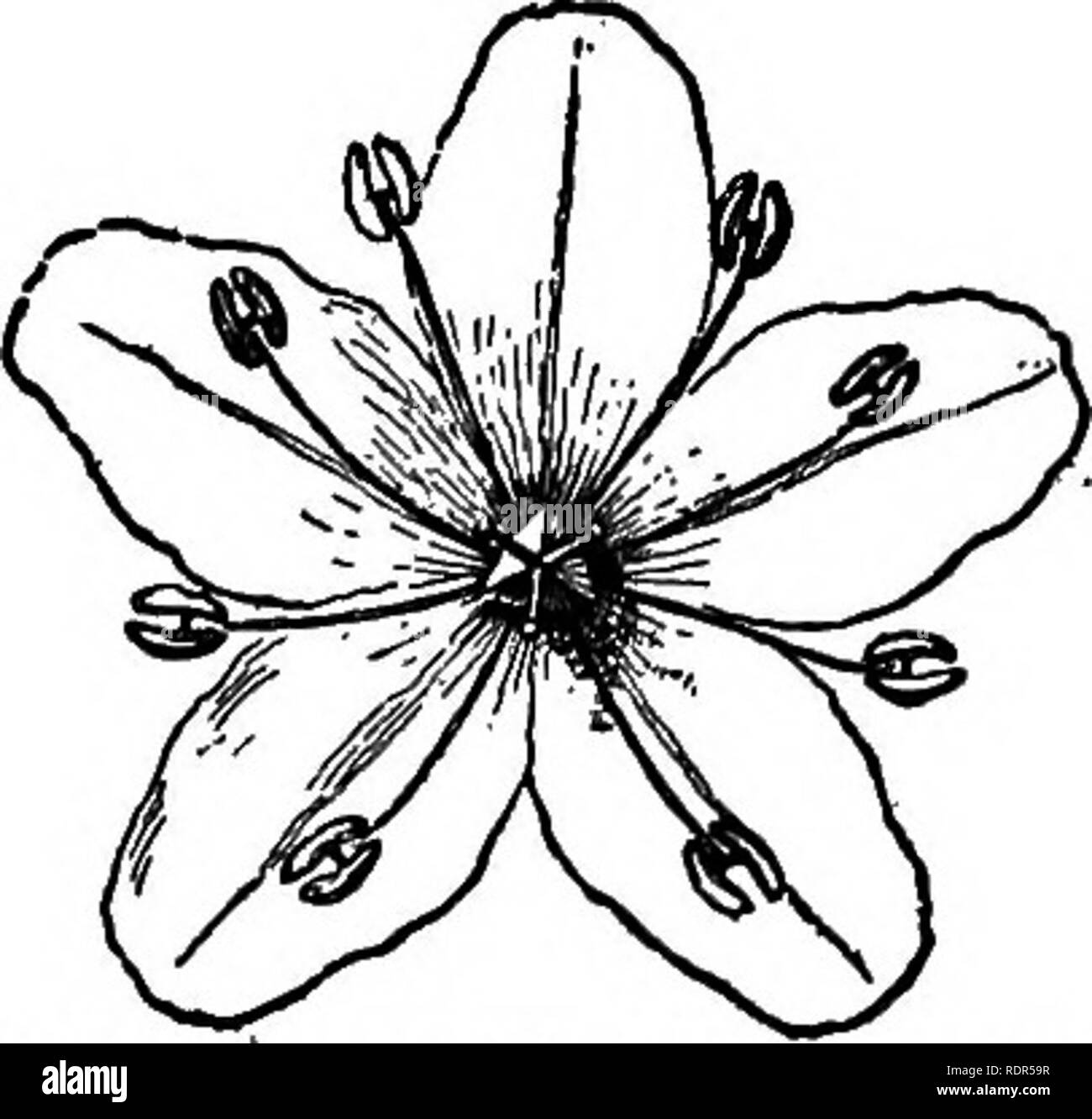 Dwarf broom Black and White Stock Photos & Images Alamy