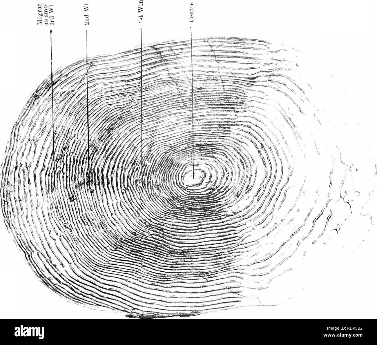 Nlt 1 Black and White Stock Photos & Images Alamy