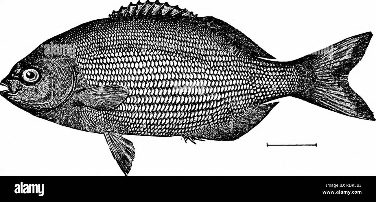 . Fishes. Fishes. Fig. 455 —Irish Pampano, Gerres oHsfhosfomus Goode &amp; Bean. Indian River, Fla. The Rudder-fishes: Kyphosidae.—The KyphosidcE, called rud- der-fishes, have no molars, the front of the ]aws being oc- cupied by incisors, which are often serrated, loosely attached,. Fig. 456.—Chopa or Rudder-fish, Kyphosus sectatrix (Linnaeus). Woods Hole, Mass. and movable. The numerous species are foimd in the warm seas and are chiefly herbivorous. Boops boops and Boops salpa, known as boga and salpa,. Please note that these images are extracted from scanned page images that may have been di Stock Photo