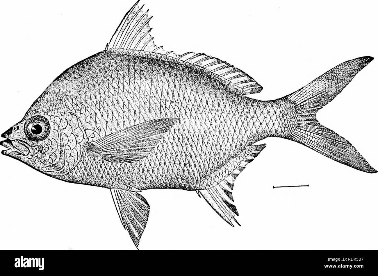 . Fishes. Fishes. The Bass and their Relatives 563 on the Florida coast and in the West Indies. The family of LeiognathidcB, already noticed (page 502), should stand next to the GerridcB.. Fig. 455 —Irish Pampano, Gerres oHsfhosfomus Goode &amp; Bean. Indian River, Fla. The Rudder-fishes: Kyphosidae.—The KyphosidcE, called rud- der-fishes, have no molars, the front of the ]aws being oc- cupied by incisors, which are often serrated, loosely attached,. Please note that these images are extracted from scanned page images that may have been digitally enhanced for readability - coloration and appea Stock Photo