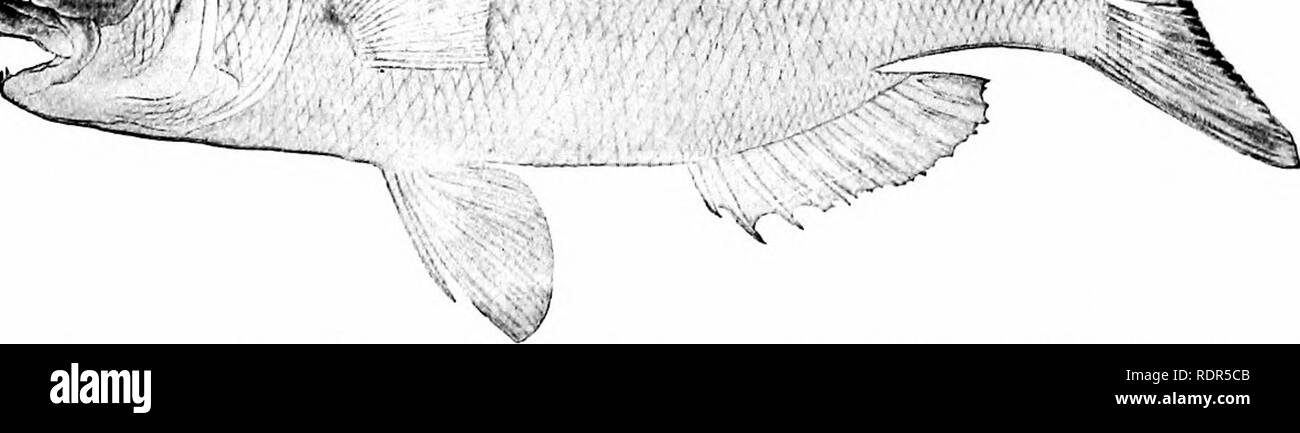 . Fishes. Fishes. f );f ^^^ i &quot; ' =--^^. Fig. 447.—The Red Tai of Japan, Pagrus major Schlegel. Family Sparidoe. (After Kishinouye.) The Porgies: Sparidse. — The great family of Sparidcu or porgies is also closely related to the Hcemulida:. The most tangible difference rests in the teeth, which are stronger, and. Please note that these images are extracted from scanned page images that may have been digitally enhanced for readability - coloration and appearance of these illustrations may not perfectly resemble the original work.. Jordan, David Starr, 1851-1931. New York, H. Holt and Compa Stock Photo