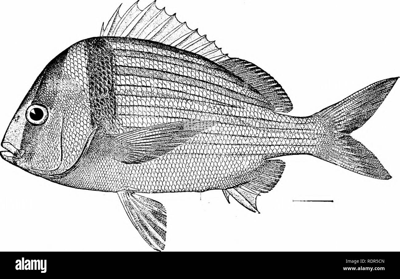 . Fishes. Fishes. The Bass and their Relatives 555 body. In themargate-fish, or Jallao {Hcnnmlon album), the larg- est of the grunts, there are no stripes at ah. Another common grunt is the black spotted sailor's choice, Ronco prieto {Hcemulon parr a), very abundant from Florida southward. Numerous other grunts and &quot;Tom Tates &quot; are found on both shores of Mexico, all the species of Hmnulon being confined to America. Aniso- tremiis includes numerous deep-bodied species with smaller mouth, also all American. Anisotremus surinamensis, the pompon, abundant from Louisiana southward is the Stock Photo