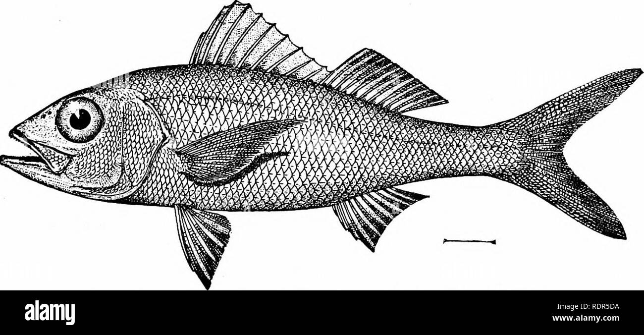 . Fishes. Fishes. FiG. 441.—Yellow-tail Snapper, Ocyurus chrysurus (Linnaeus). Key West. like nostrils and other notable peculiarities. From the stand- point of structure this species, with its eccentric characters— is especially interesting. The yellow-tail snapper or rabirubia (Ocyurus chrysurus) is a handsome and common fish of the. Fig. 443.—Cachucho, Etelis ocuUttus (Linnaeus). Havana. West Indies, with long, deeply forked tail, which makes it a swifter fish than the others. Another red species is the dia- mond snapper or cagon de lo alto, Rhomboplites aurorubens. All these true snappers  Stock Photo